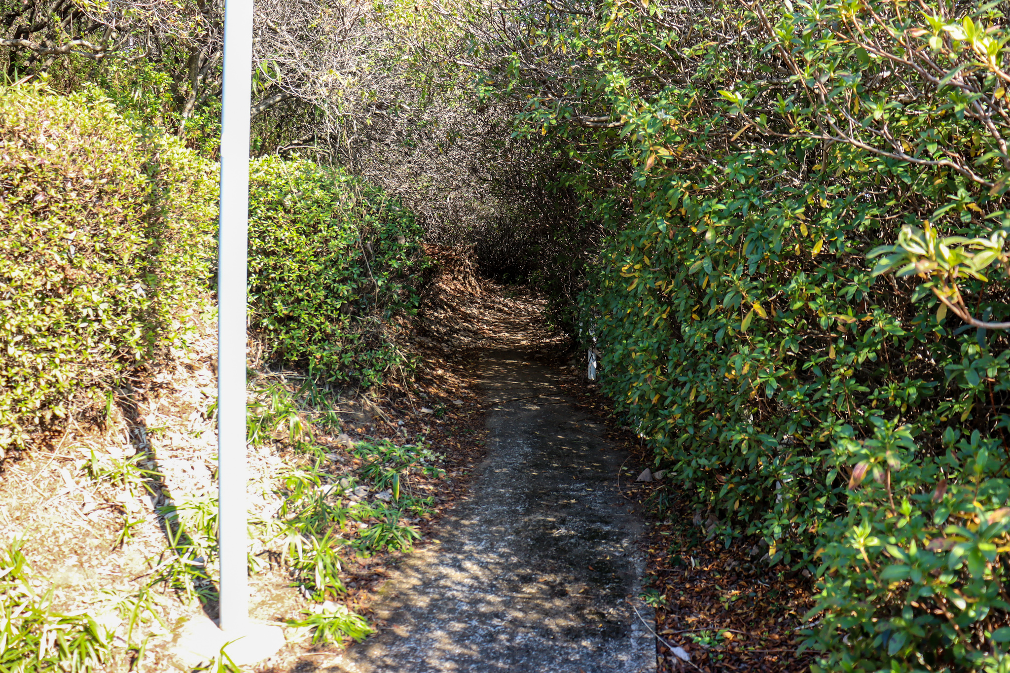 つつじ園通路